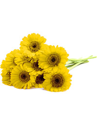 Yellow Gerberas